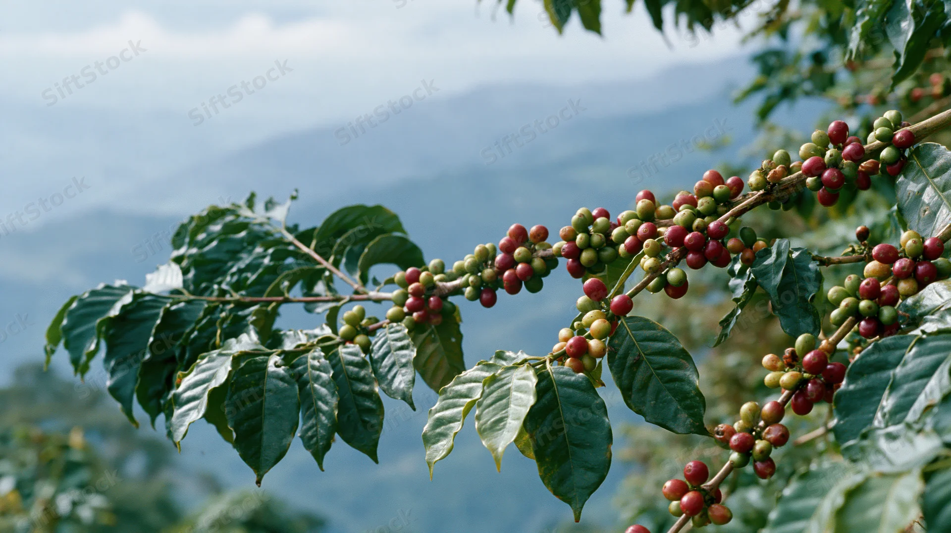 Coffee plant branch with ripening cherries and green leaves against mountain landscape