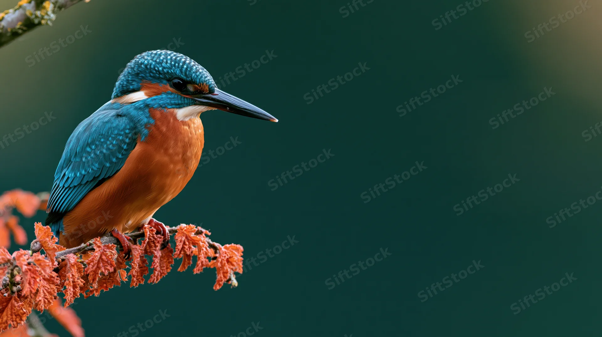 Kingfisher perched on a branch with rust-colored leaves against a dark green background
