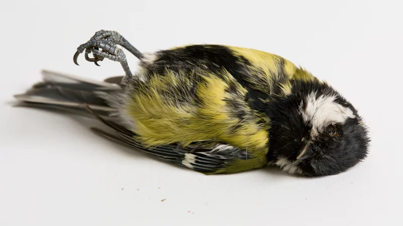 Dead great tit lying on its back on a plain white surface