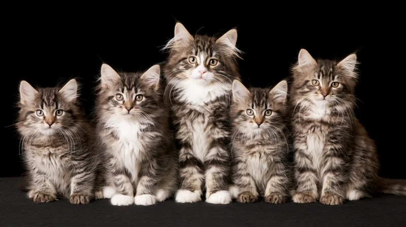 Five norwegian forest cat kittens sitting in a row facing forward on black background