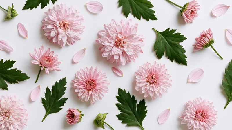 Pink chrysanthemum flowers and green leaves arranged in flat lay on white background