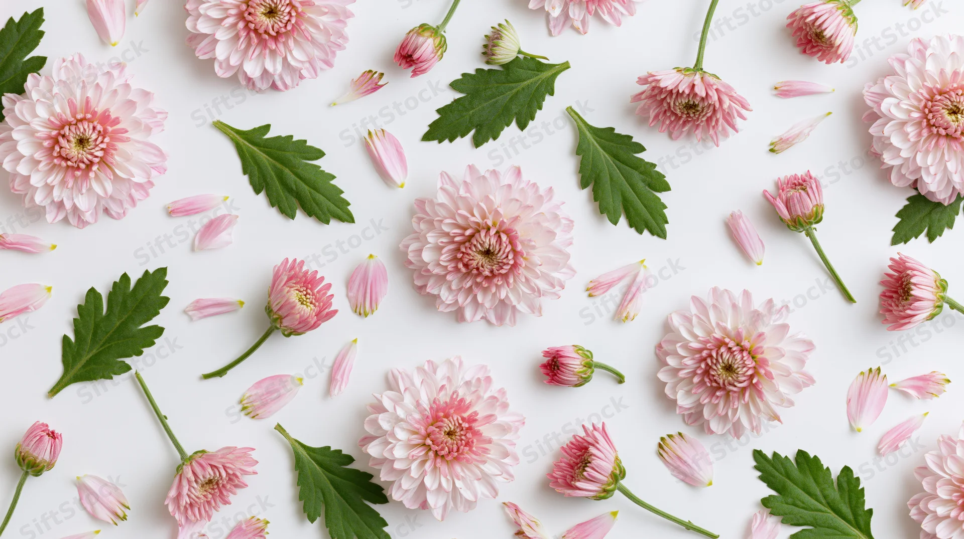 Pink chrysanthemum flowers and buds arranged with green leaves on white background in flat lay composition