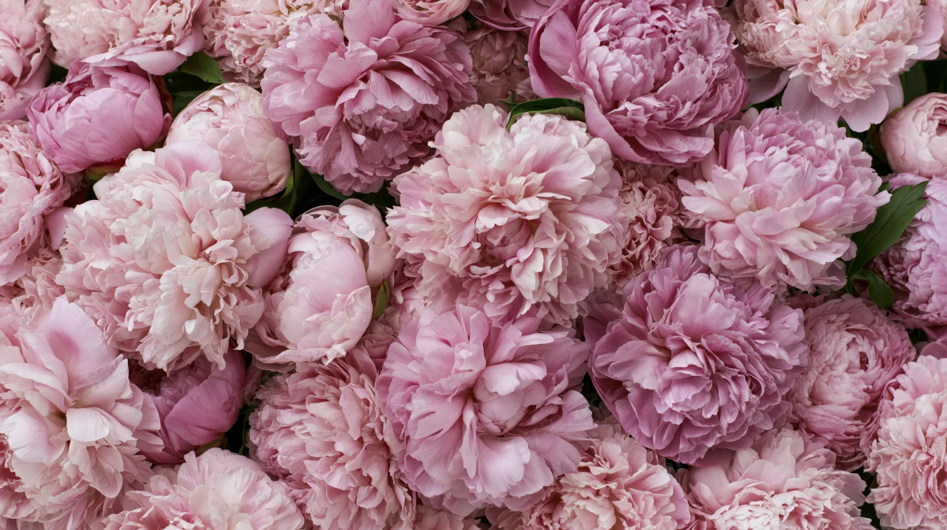 Densely packed pink peonies in various stages of bloom filling the frame