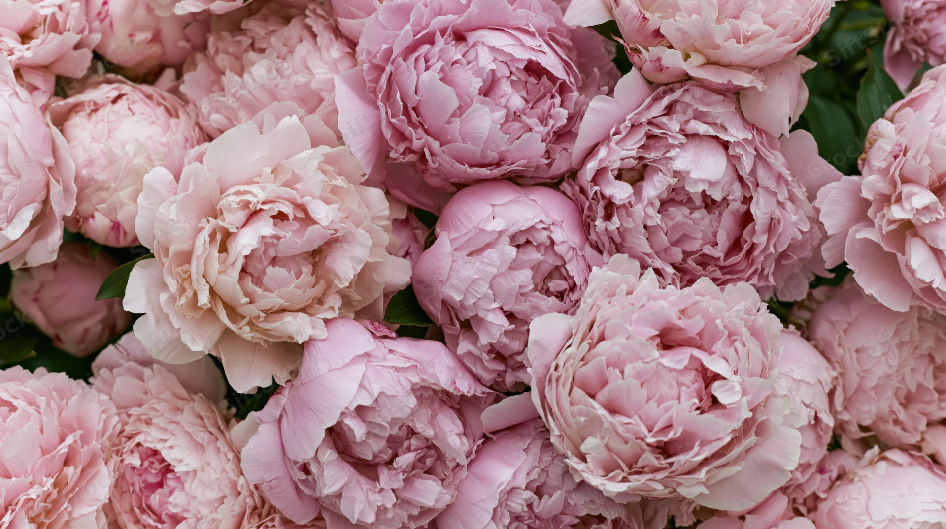 Densely packed pink peonies in various stages of bloom viewed from above