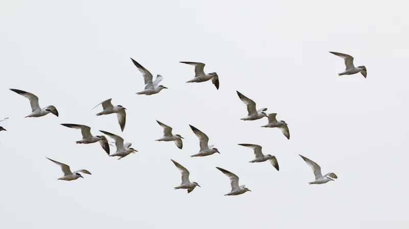 Flock of seagulls and terns in mid-flight against a pale sky