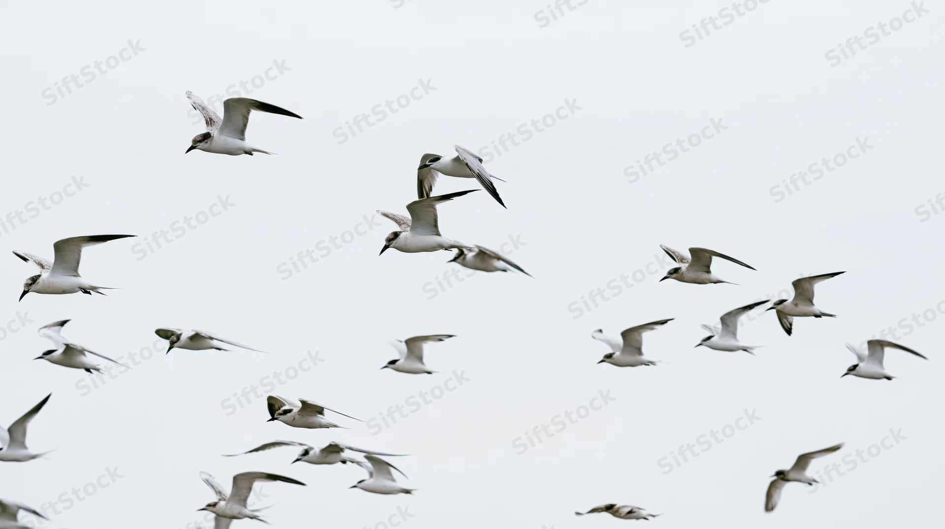 Flock of seagulls and terns in flight against a pale sky