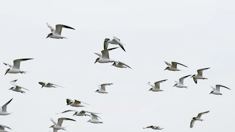 Flock of seagulls and terns in flight against a pale sky