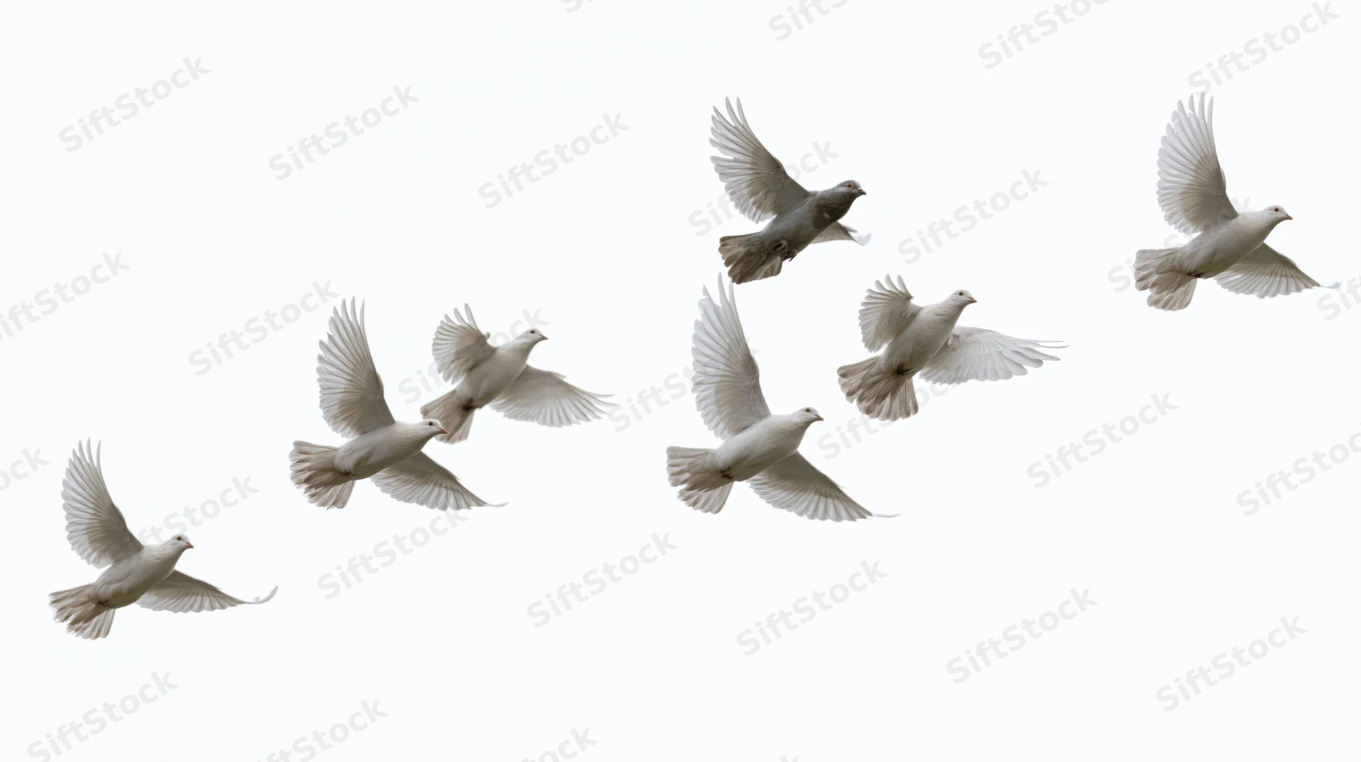 Flock of white doves in mid-flight with wings spread against a plain white background