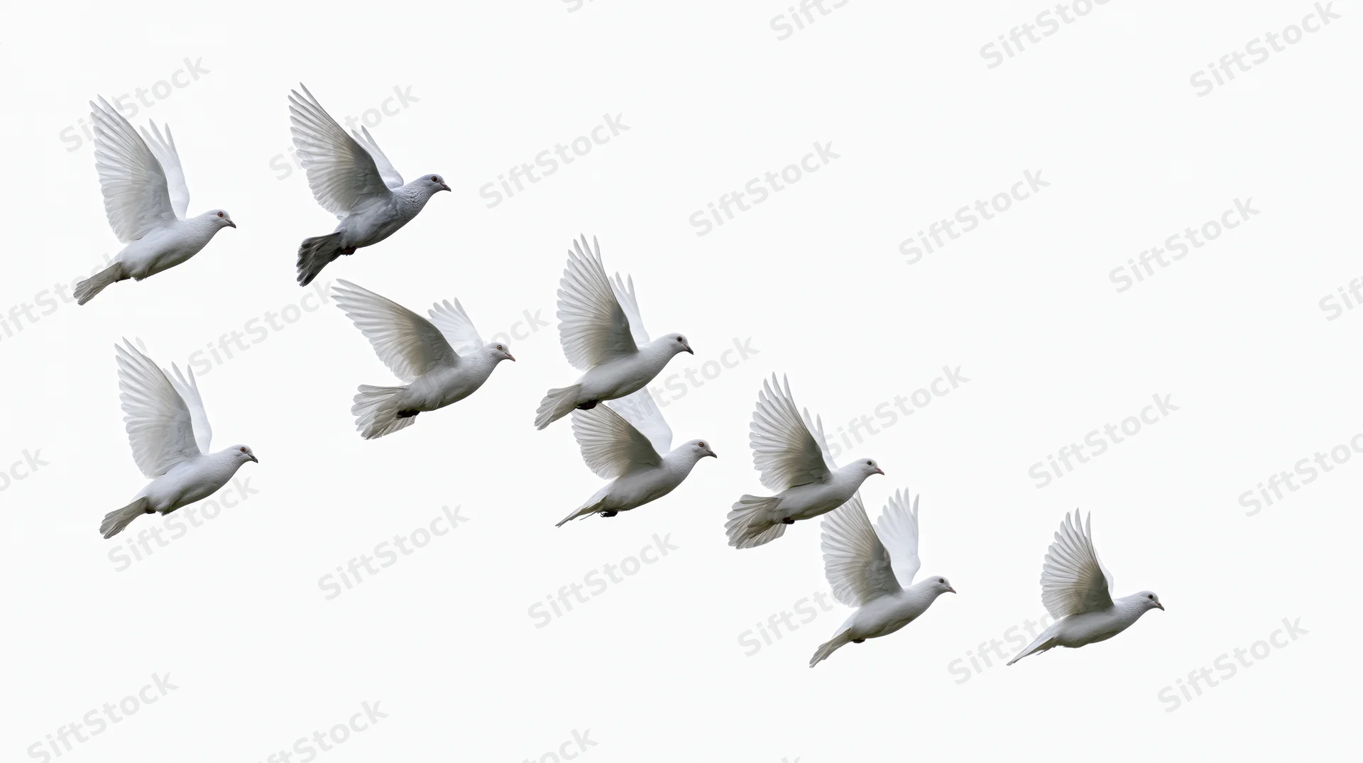 Flock of white doves in mid-flight with wings spread against white background