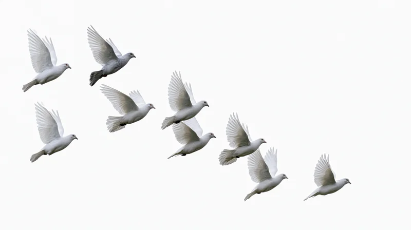 Flock of white doves in mid-flight with wings spread against white background