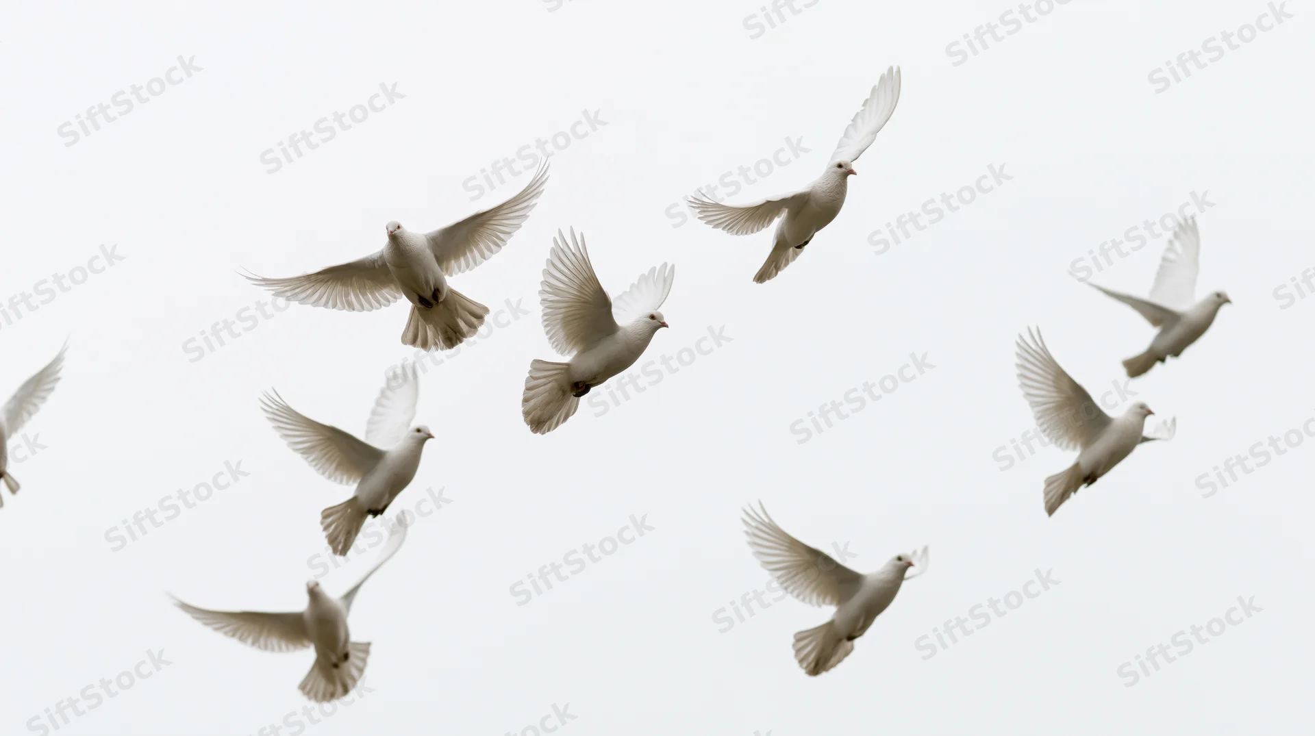 Flock of white doves in mid-flight with wings spread against a pale sky