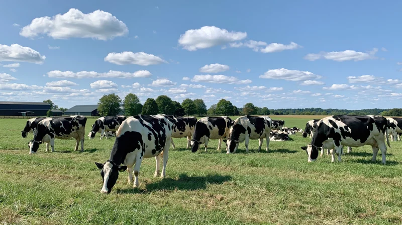 Herd of black-and-white holstein cows grazing in a green pasture under a blue sky with scattered clouds