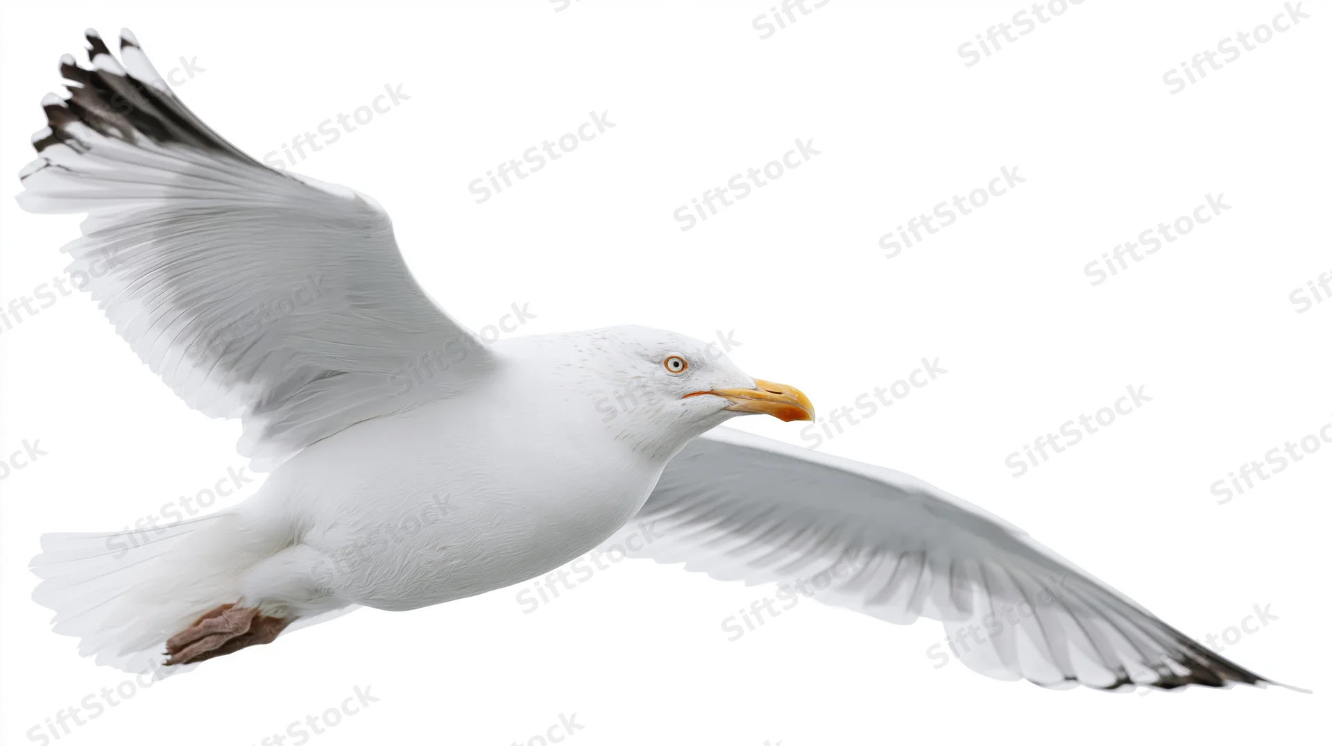 Herring gull in mid-flight with wings fully spread against white background