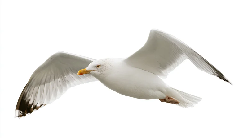 Herring gull in mid-flight with wings fully spread against white background