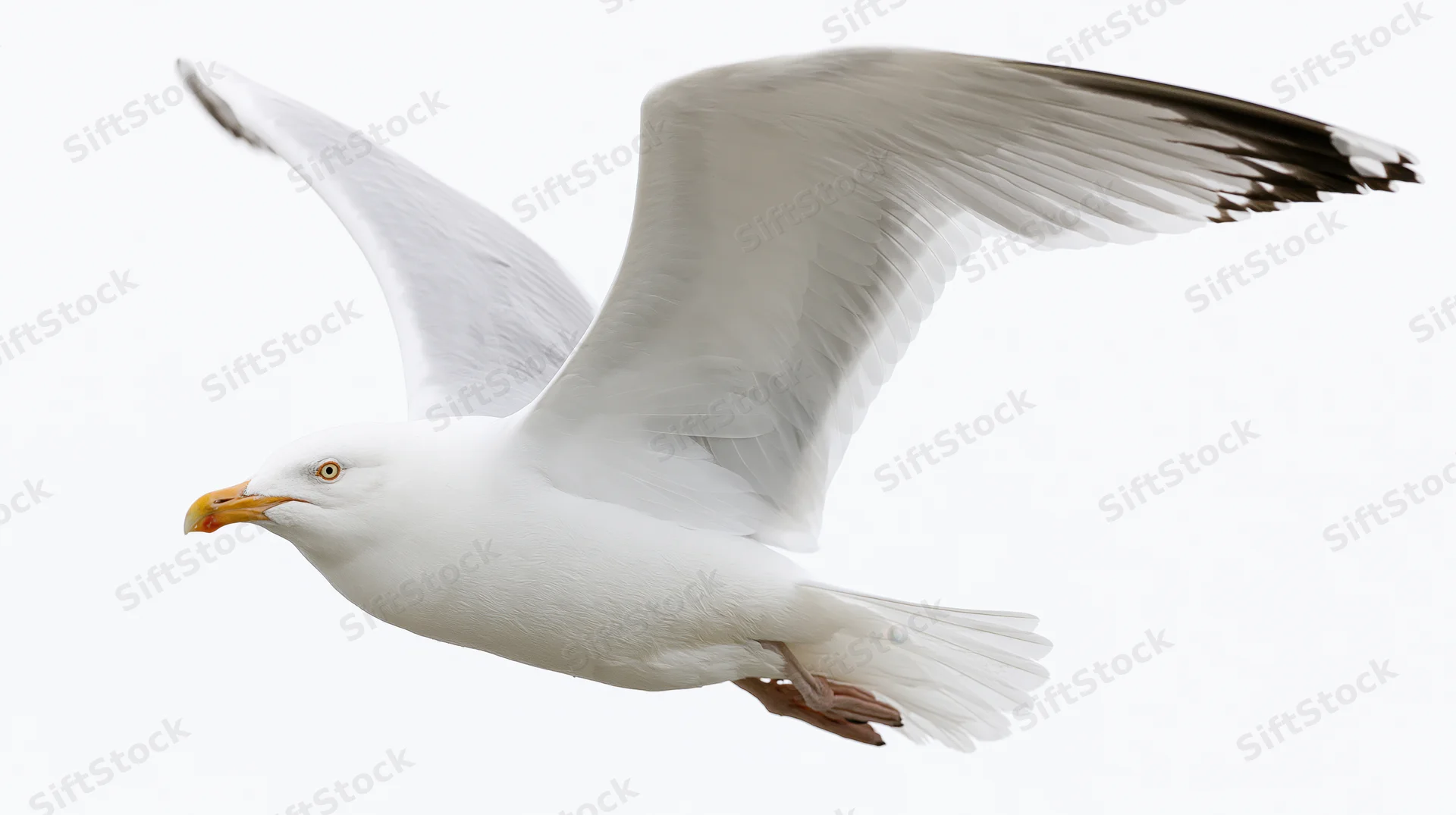 Herring gull in mid-flight with wings fully spread against white background