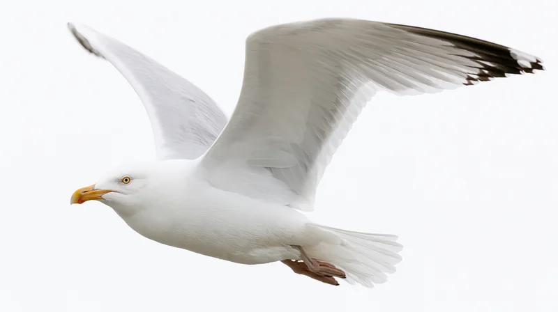 Herring gull in mid-flight with wings fully spread against white background