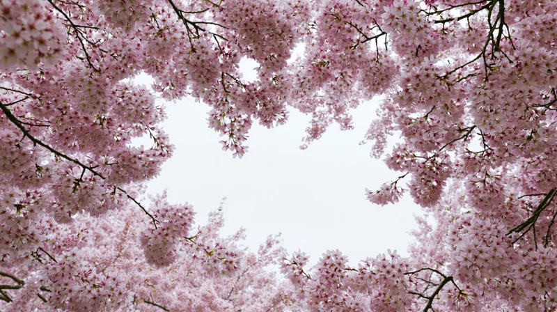Cherry blossom branches forming a canopy overhead with pink flowers framing the sky