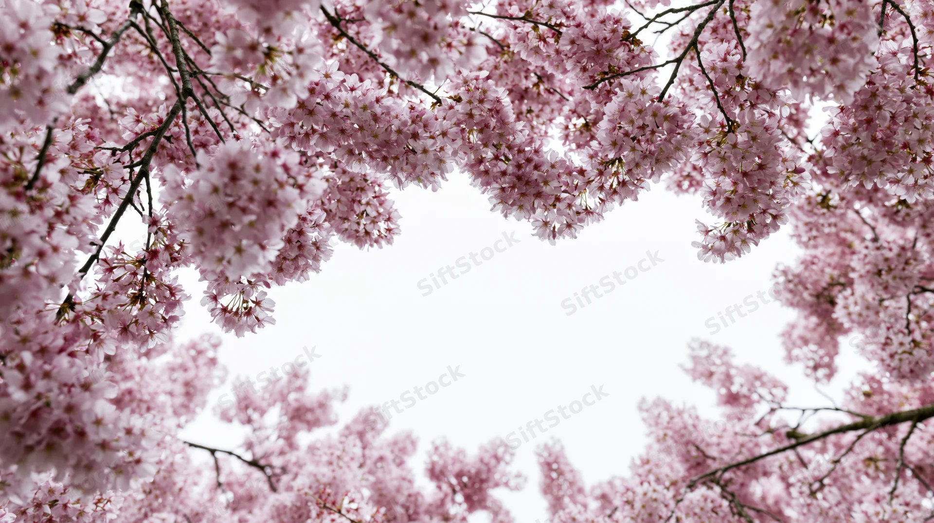 Cherry blossom branches framing a bright sky from below