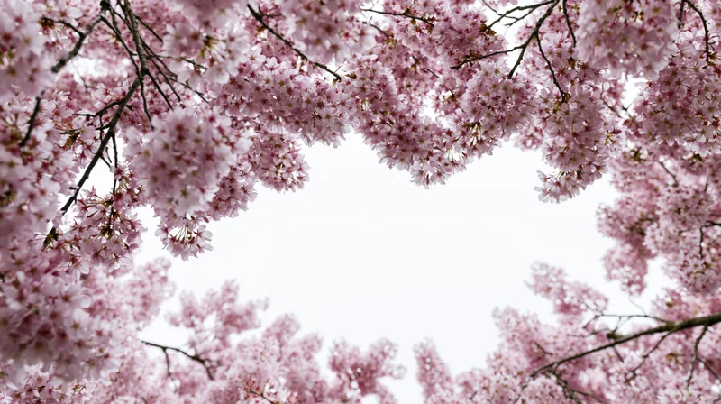 Cherry blossom branches framing a bright sky from below