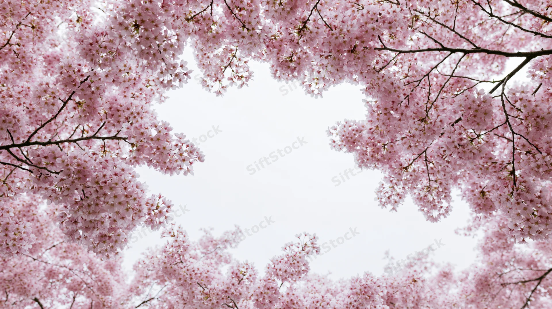 Cherry blossom branches framing a bright sky in springtime