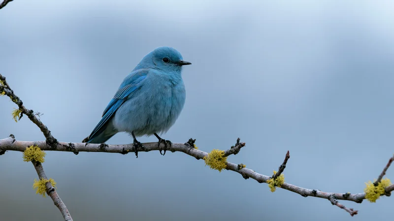 Mountain bluebird perched on a bare branch with lichen against a gray sky