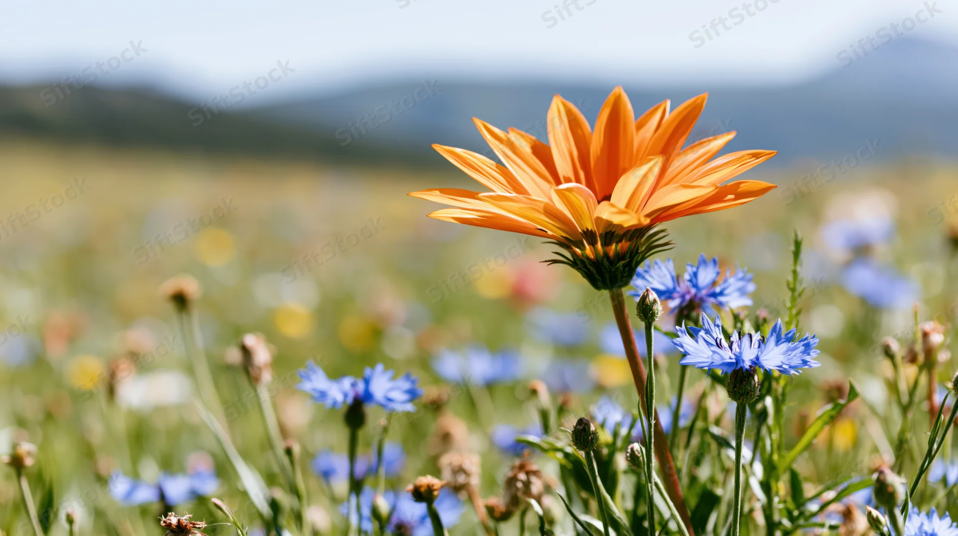 Orange gazania wildflower in full bloom among blue cornflowers in a sunlit meadow