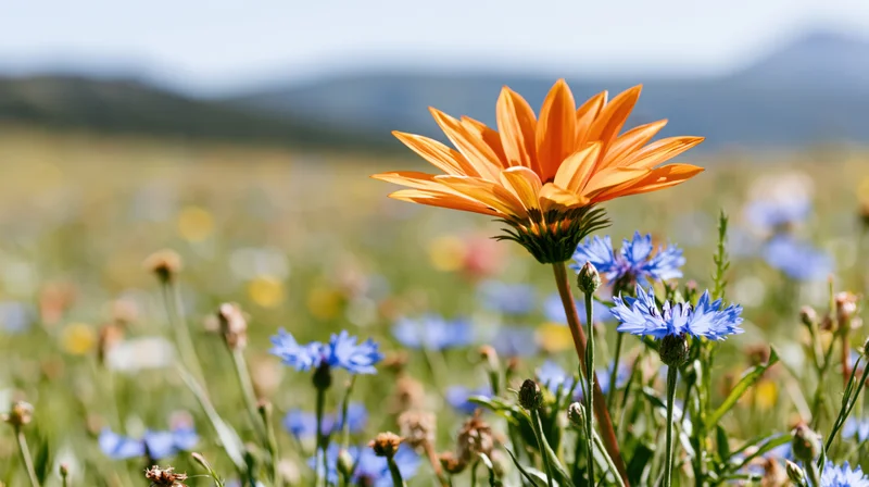 Orange gazania wildflower in full bloom among blue cornflowers in a sunlit meadow
