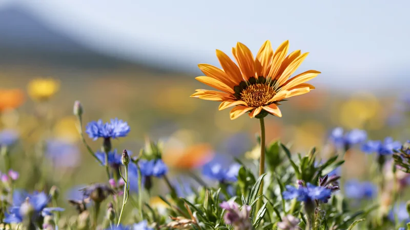 Orange gazania wildflower in full bloom among blue flowers in a sunlit meadow