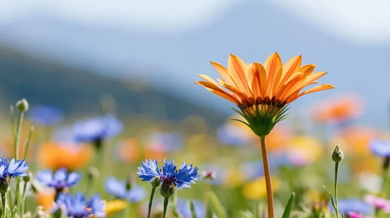 Orange gazania wildflower in full bloom among blue cornflowers in a mountain meadow