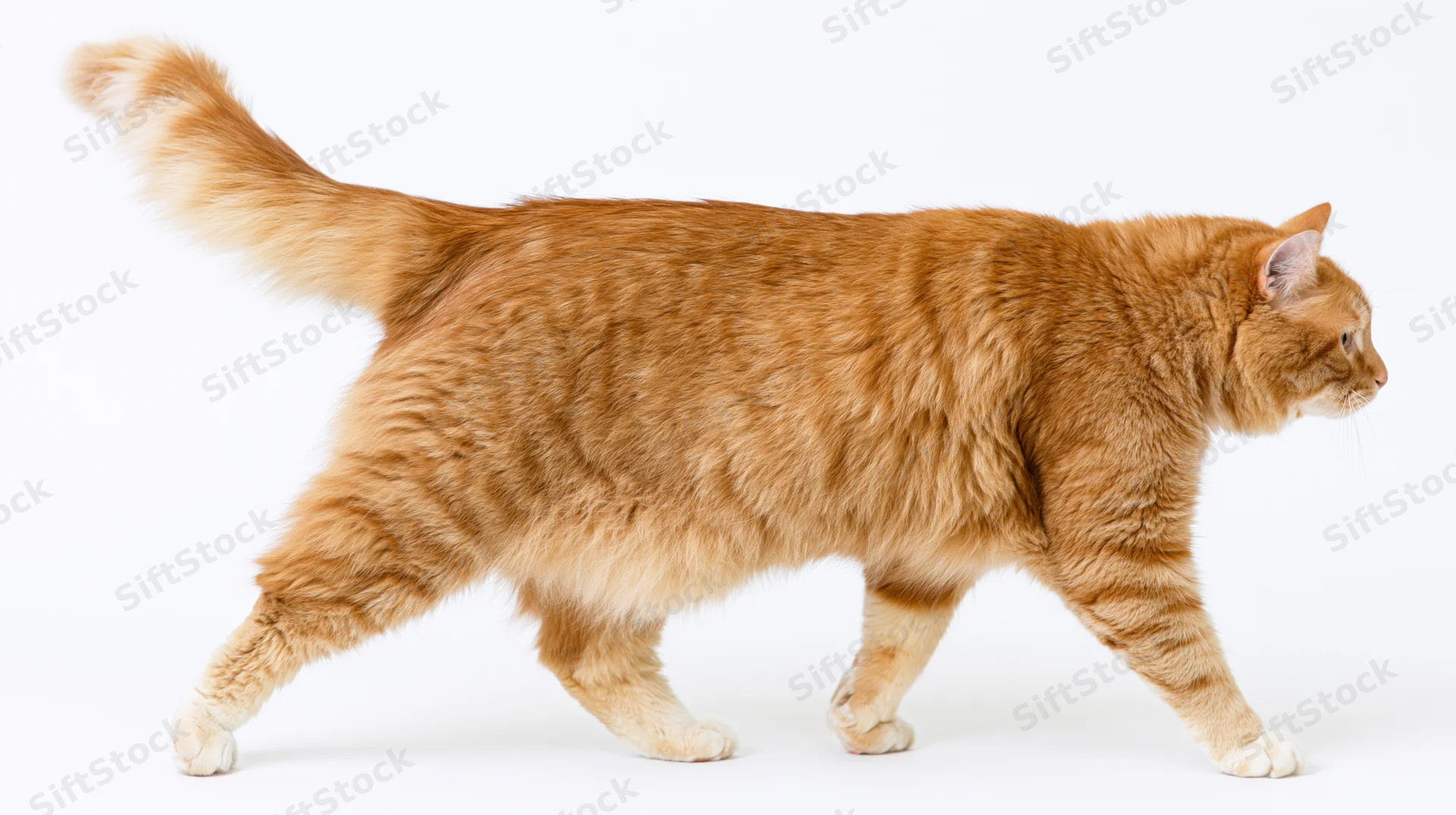 Orange tabby cat walking midstride with tail curved upward on white background