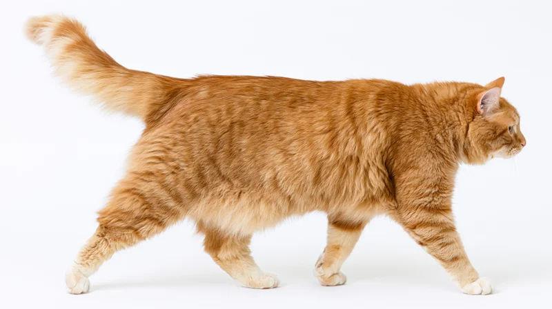 Orange tabby cat walking midstride with tail curved upward on white background