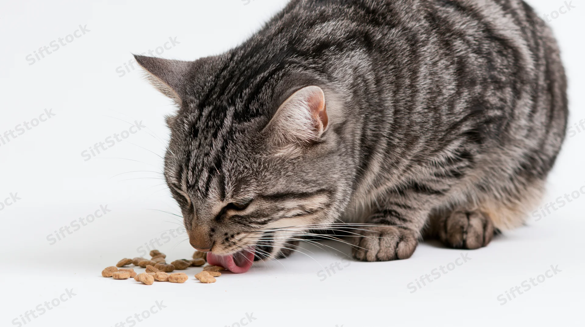 Silver tabby cat eating dry kibble on white surface