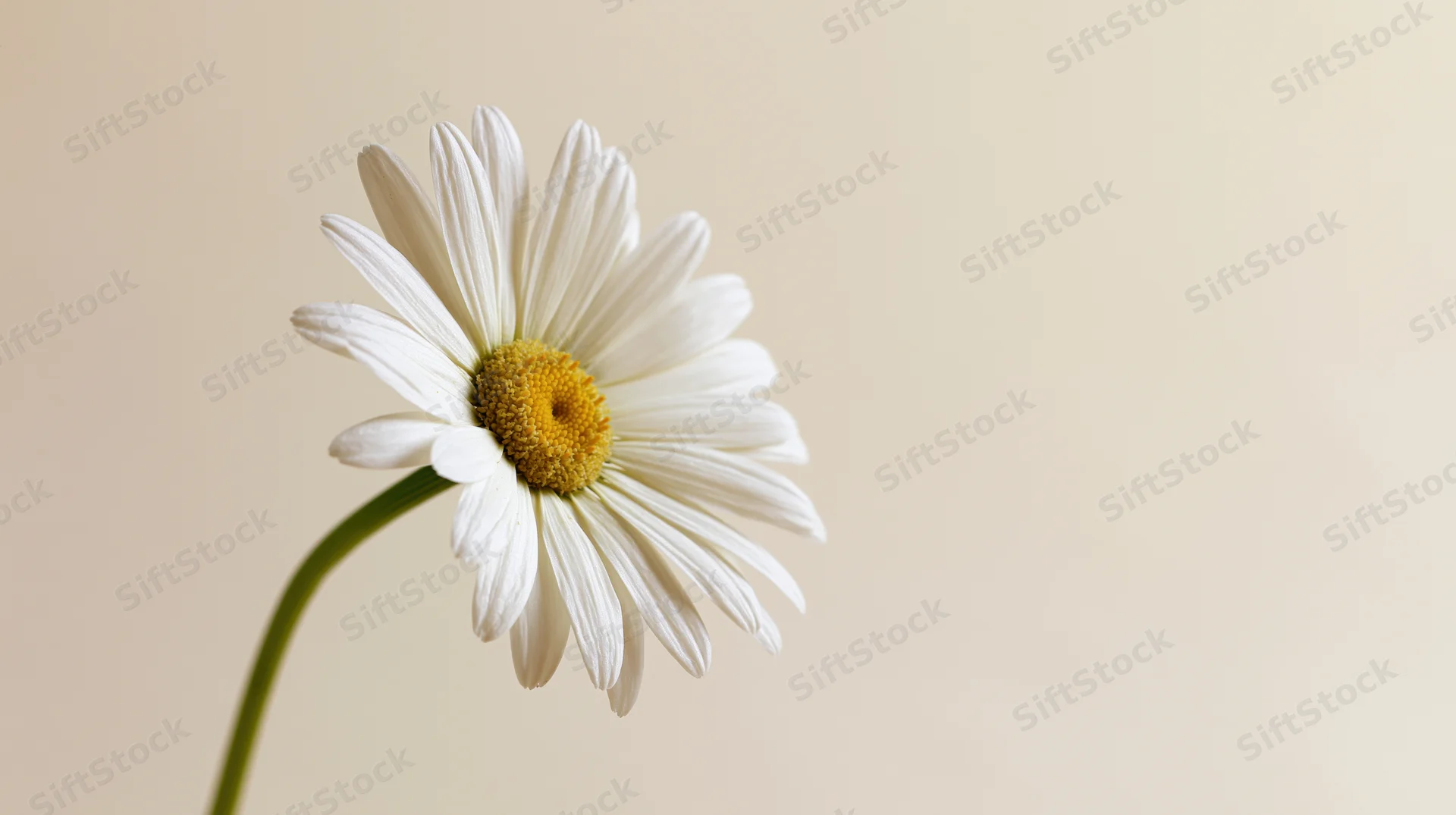 Single white daisy with yellow center on slender green stem against beige background