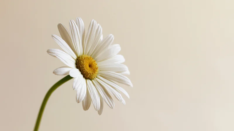 Single white daisy with yellow center on slender green stem against beige background