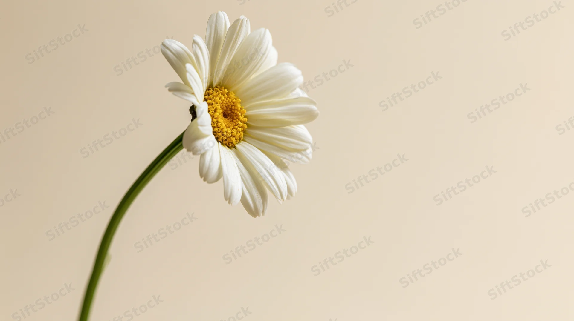 Single white daisy with yellow center on slender green stem against beige background