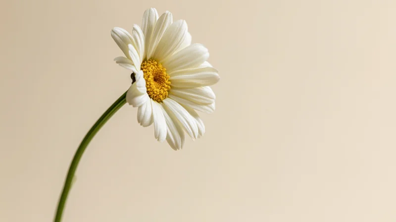Single white daisy with yellow center on slender green stem against beige background