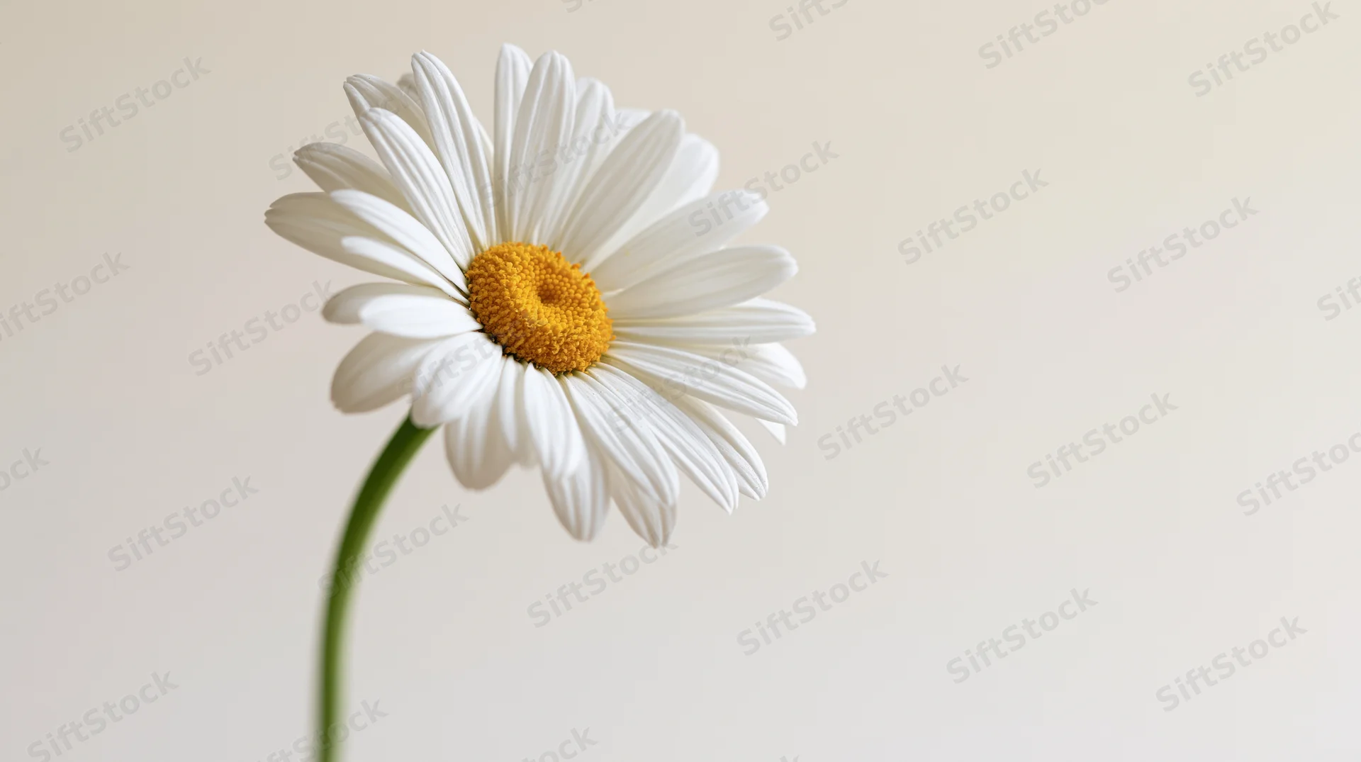 Single white daisy with yellow center on slender green stem against light background
