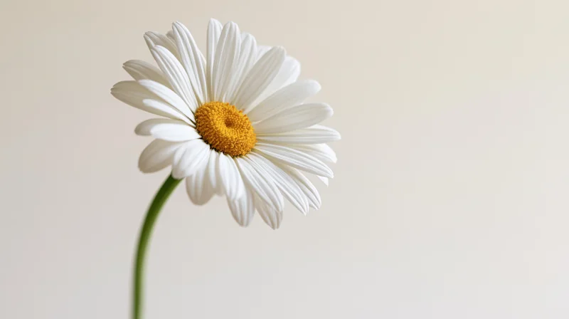 Single white daisy with yellow center on slender green stem against light background