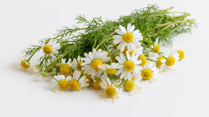 Small bunch of wild chamomile flowers with feathery green stems on white background