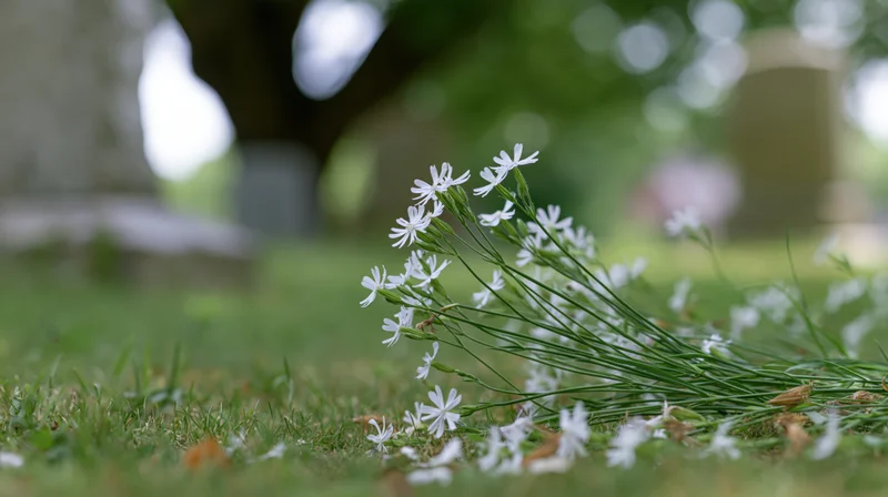 White wildflowers blooming low on grassy ground in a natural outdoor setting