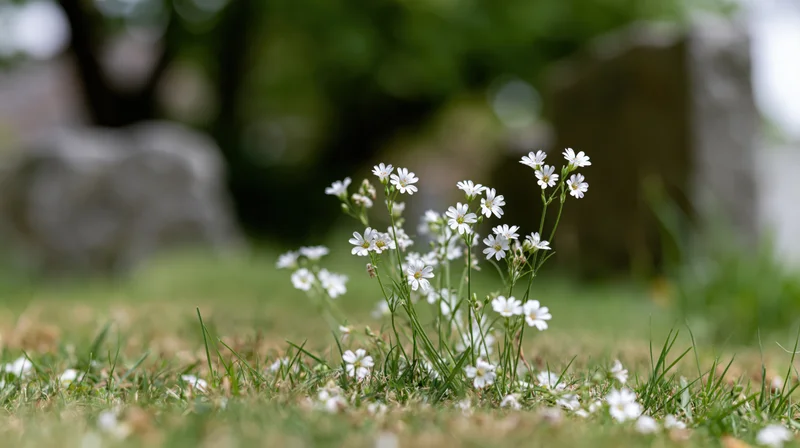 Small cluster of white wildflowers growing low in grassy meadow