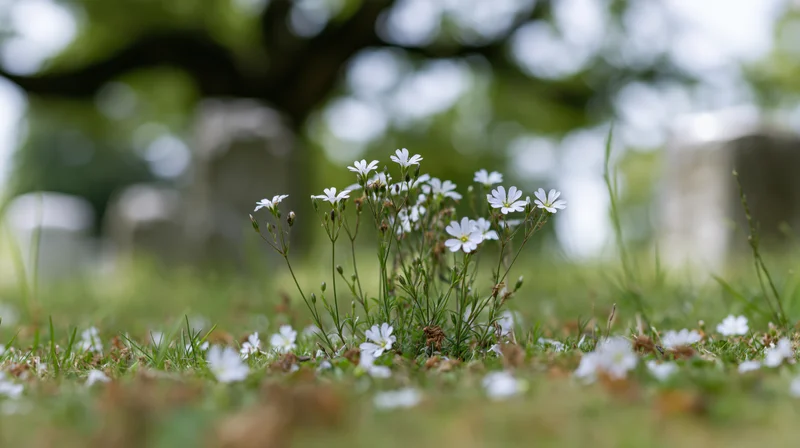 Small cluster of white wildflowers growing low in grassy meadow