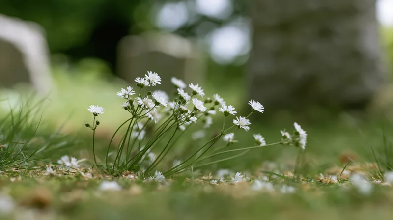 Small cluster of white wildflowers growing low in grassy meadow
