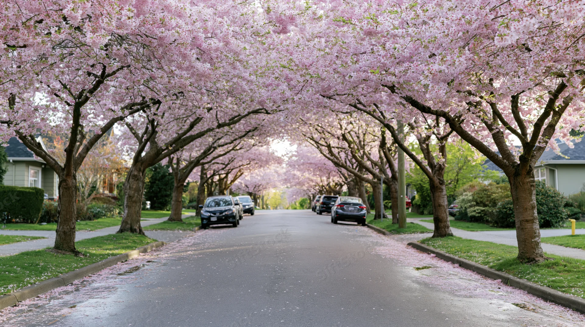 Cherry blossom trees in full bloom lining a suburban street with cars parked along the sides