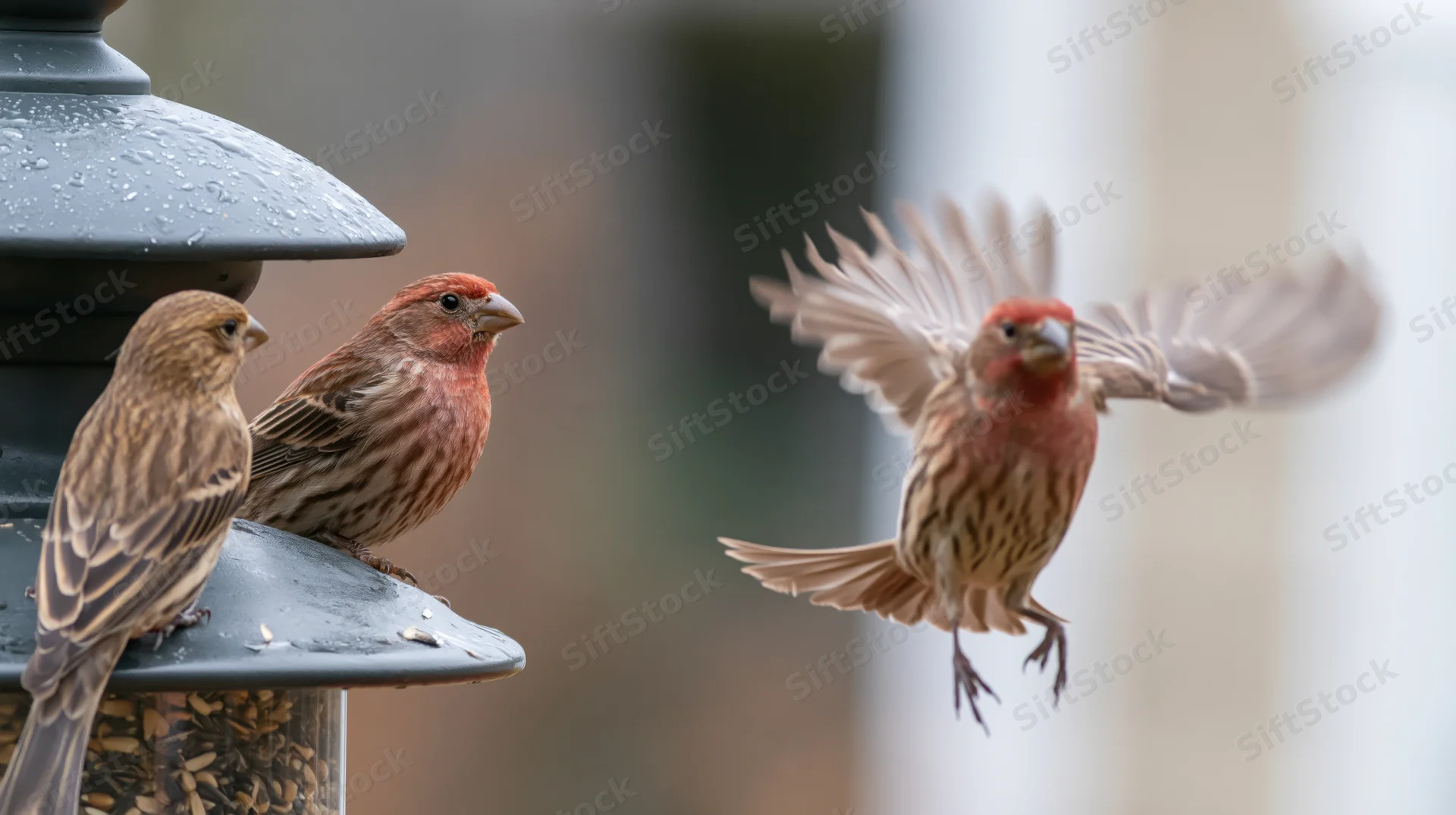 House finches perched on a tube bird feeder with one in flight nearby