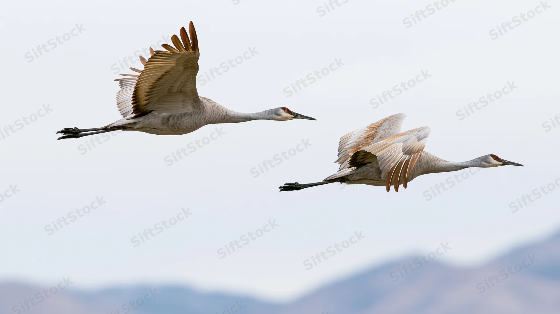 Two sandhill cranes flying side by side in midair with wings extended against a mountain backdrop