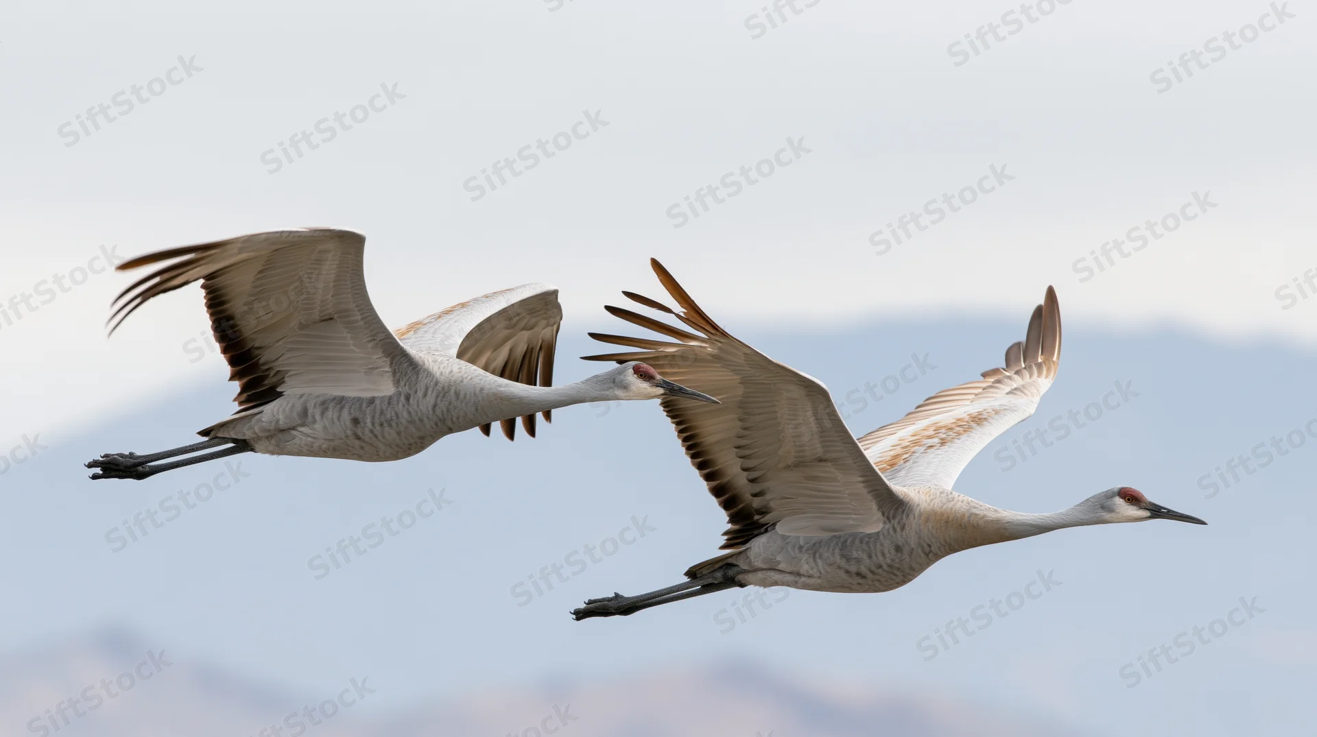 Two sandhill cranes flying side by side in midair against a mountainous sky