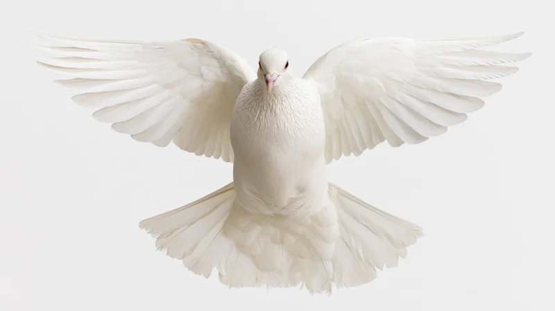 White dove in mid-flight with wings fully spread against plain white background