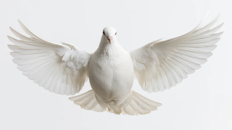 White dove in mid-flight with wings fully spread against a plain white background
