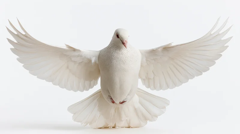 White dove with wings fully spread in mid-flight against a plain white background